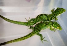 Aseguran 13 dragones mexicano en paquetería, con destino a Hong Kong