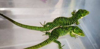 Aseguran 13 dragones mexicanos en paquetería, con destino a Hong Kong