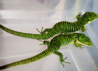 Aseguran 13 dragones mexicanos en paquetería, con destino a Hong Kong
