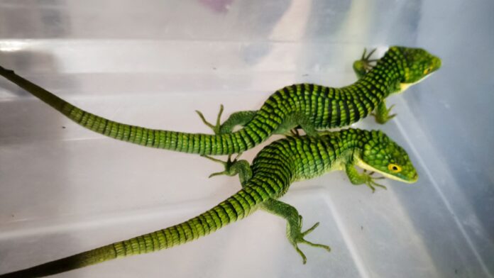 dragón mexicano