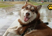 Lucas, el primer perro con pensión alimentaria en México