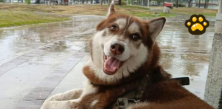 Lucas, el primer perro con pensión alimentaria en México