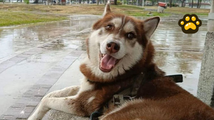 husky