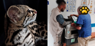 PROFEPA asegura tigrillo dentro de un domicilio en Oaxaca