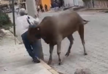 Toro embiste a adulto mayor durante la Feria de Atoyatempan