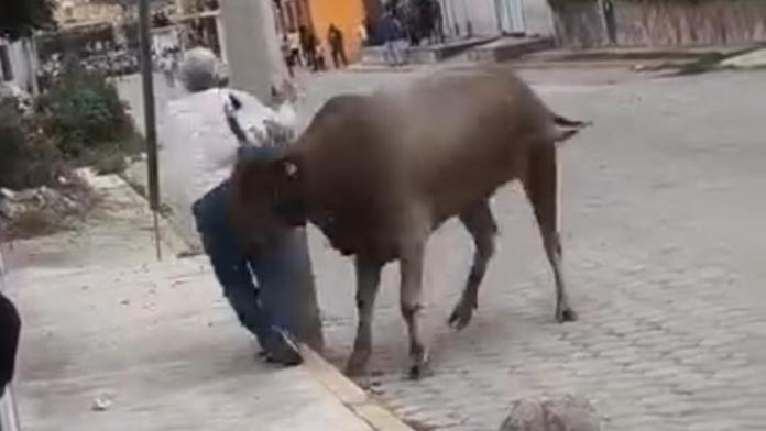 toro
