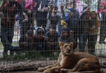 Animales enfrentan escasez de alimentos en zoológico de Gaza