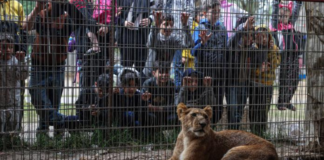Animales enfrentan escasez de alimentos en zoológico de Gaza