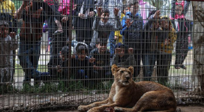 Animales enfrentan escasez de alimentos en zoológico de Gaza