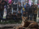 Animales enfrentan escasez de alimentos en zoológico de Gaza