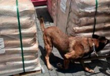 Inmovilizan 54 toneladas de precursor químico de drogas en aduana de Colima
