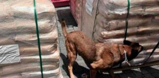 Inmovilizan 54 toneladas de precursor químico de drogas en aduana de Colima