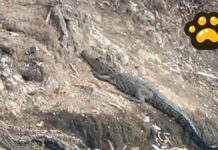 Cocodrilo en laguna de San Baltazar no representa riesgo; esperan reubicación