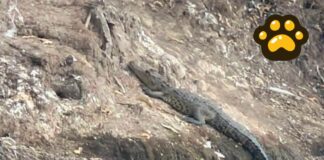 Cocodrilo en laguna de San Baltazar no representa riesgo; esperan reubicación