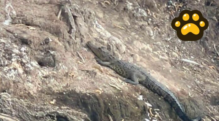 Cocodrilo en laguna de San Baltazar no representa riesgo; esperan reubicación