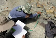 Investigadores BUAP registran nuevas huellas de dinosaurio en Puebla