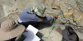Investigadores BUAP registran nuevas huellas de dinosaurio en Puebla
