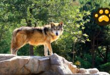 México suma 107 lobos mexicanos bajo cuidado profesional