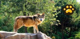 México suma 107 lobos mexicanos bajo cuidado profesional