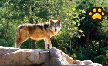 México suma 107 lobos mexicanos bajo cuidado profesional