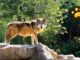 México suma 107 lobos mexicanos bajo cuidado profesional