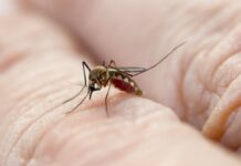 IMSS llama a eliminar criaderos del mosquito transmisor del dengue