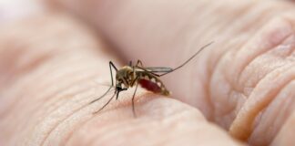 IMSS llama a eliminar criaderos del mosquito transmisor del dengue