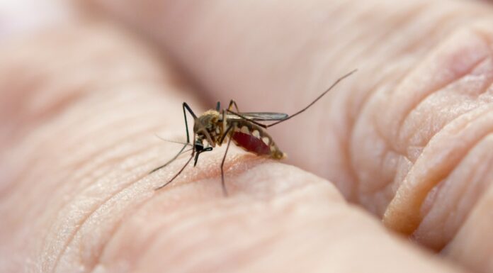 IMSS llama a eliminar criaderos del mosquito transmisor del dengue