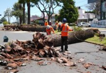 Puebla capital y Africam Safari reutilizarán troncos de palmeras retiradas