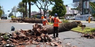 Puebla capital y Africam Safari reutilizarán troncos de palmeras retiradas