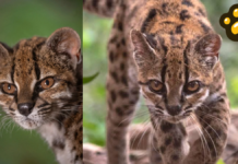 Descubren al tilcayo, una nueva especie de diminuto felino en Bolivia
