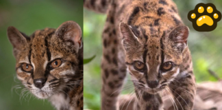 Descubren al tilcayo, una nueva especie de diminuto felino en Bolivia