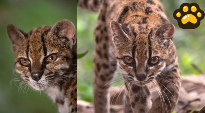Descubren al tilcayo, una nueva especie de diminuto felino en Bolivia