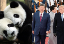 Llegarán dos pandas a Atlanta tras anuncio de Xi Jinping
