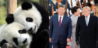 Llegarán dos pandas a Atlanta tras anuncio de Xi Jinping