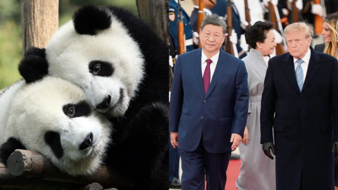 Pandas