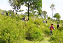 Texmelucan ha plantado más de 3 mil 800 árboles en 2026