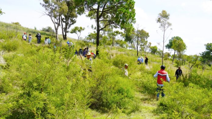 Reforestación