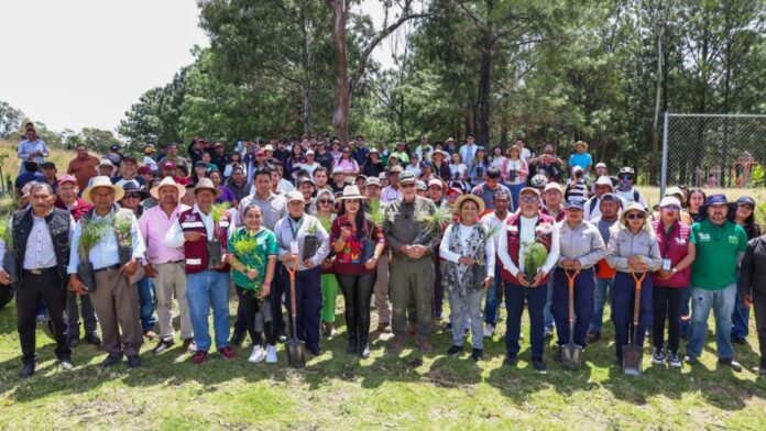 Reforestación