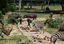 Zoológico Nacional de Cuba lucha para mantener a casi mil animales