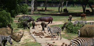 Zoológico Nacional de Cuba lucha para mantener a casi mil animales