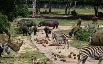 Zoológico Nacional de Cuba lucha para mantener a casi mil animales