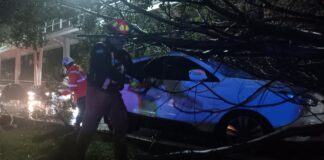 Puebla capital despliega operativo por lluvias; atienden cuatro árboles caídos