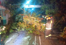 Texmelucan atiende caída de árbol en calle Emiliano Zapata