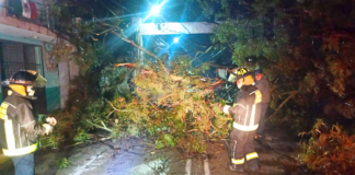 Texmelucan atiende caída de árbol en calle Emiliano Zapata