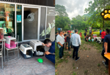 Liberan cuatro especies de fauna silvestre en la Reserva de Los Tuxtlas