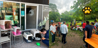 Liberan cuatro especies de fauna silvestre en la Reserva de Los Tuxtlas
