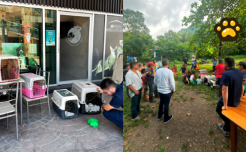 Liberan cuatro especies de fauna silvestre en la Reserva de Los Tuxtlas