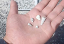 ¿Qué se sabe del hallazgo de mil 600 dientes de leche en Michoacán?