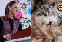 Sheinbaum pide coordinación con EU para proteger al lobo mexicano